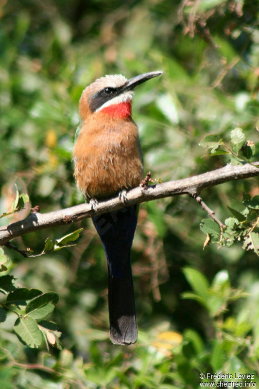 White-fronted Bee-eateradult