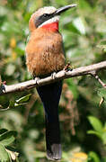 White-fronted Bee-eater