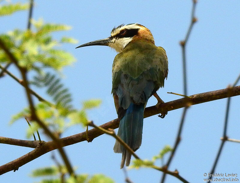 White-throated Bee-eateradult, identification, close-up portrait