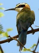 White-throated Bee-eater