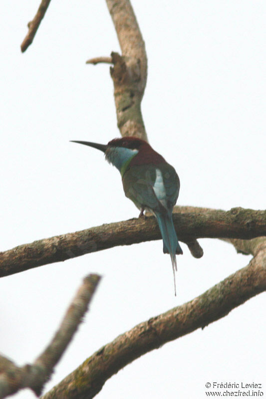 Blue-throated Bee-eateradult