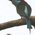 Guêpier à gorge bleue