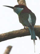 Blue-throated Bee-eater