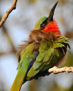 Red-throated Bee-eater