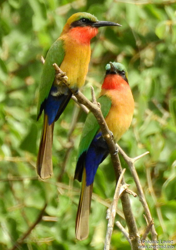 Red-throated Bee-eater