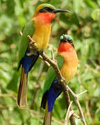 Red-throated Bee-eater