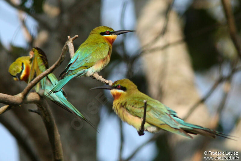 Blue-tailed Bee-eater, identification
