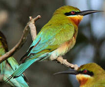 Blue-tailed Bee-eater