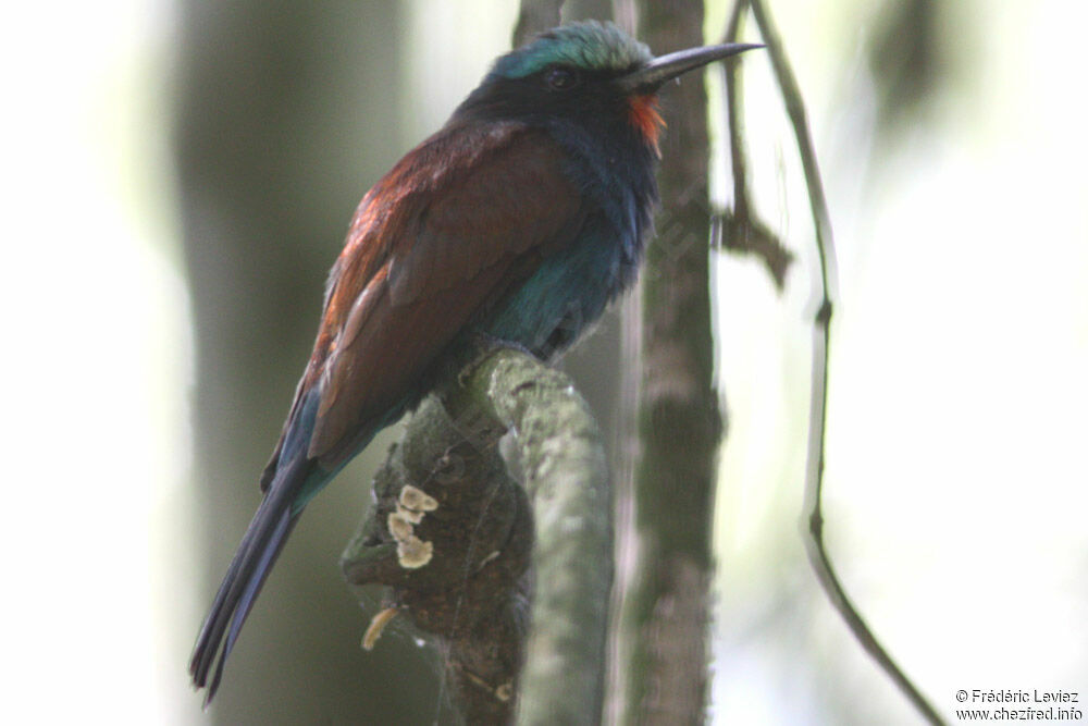 Guêpier à tête bleueadulte, identification