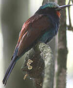 Blue-headed Bee-eater