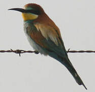 European Bee-eater