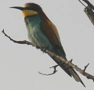 European Bee-eater