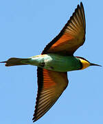 European Bee-eater