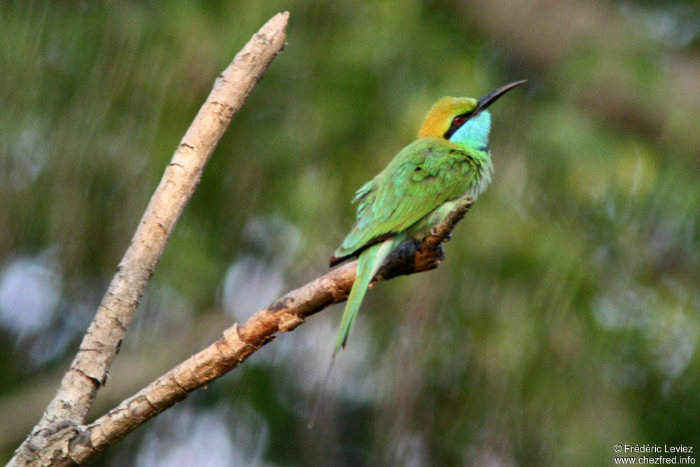 Guêpier d'Orient, identification