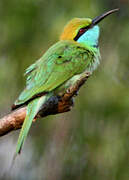 Green Bee-eater