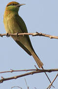 Asian Green Bee-eater