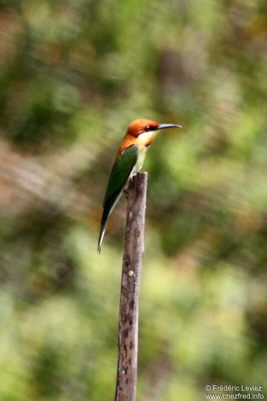 Guêpier de Leschenault, identification