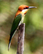 Chestnut-headed Bee-eater