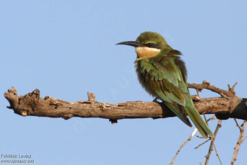 Guêpier de Madagascarimmature, identification