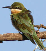 Olive Bee-eater