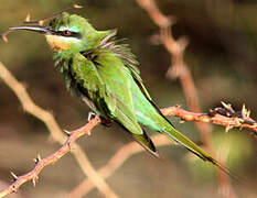 Blue-cheeked Bee-eater