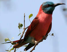 Northern Carmine Bee-eater