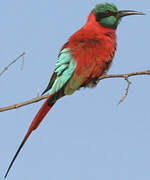 Northern Carmine Bee-eater