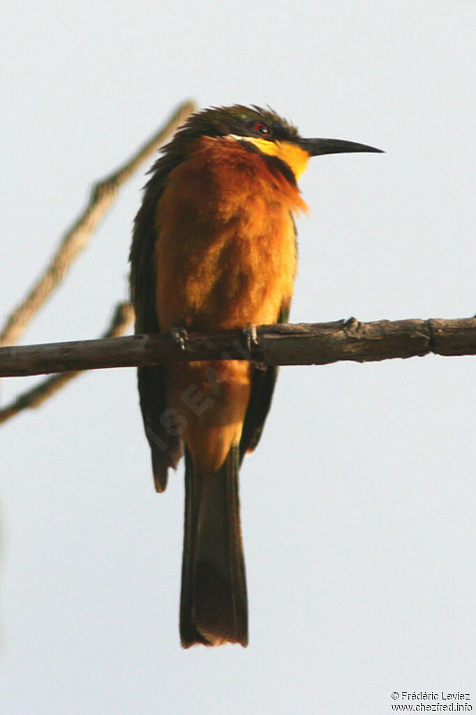 Guêpier montagnardadulte, identification