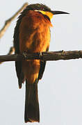 Cinnamon-chested Bee-eater