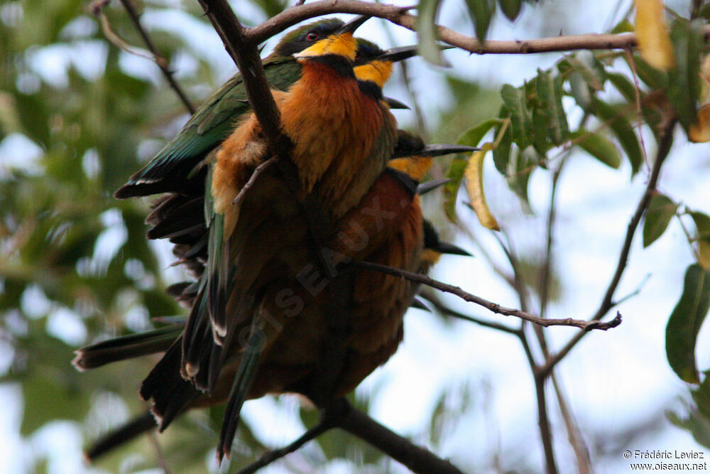 Guêpier montagnard, identification