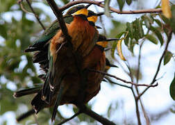 Cinnamon-chested Bee-eater