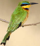 Little Bee-eater