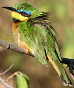 Little Bee-eater