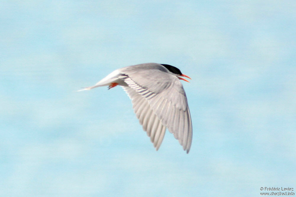 Black-fronted Ternadult breeding, Flight