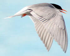 Black-fronted Tern