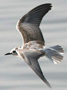 White-winged Tern