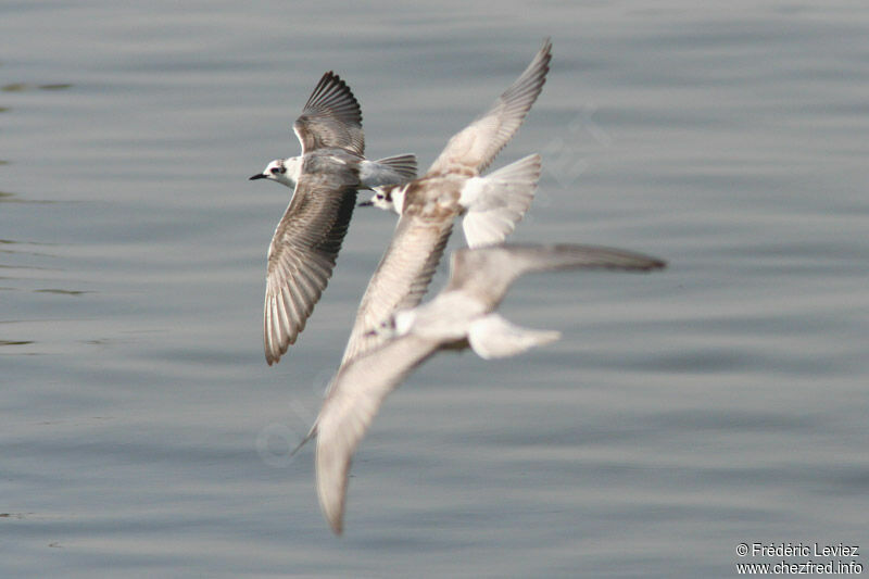 White-winged Ternimmature