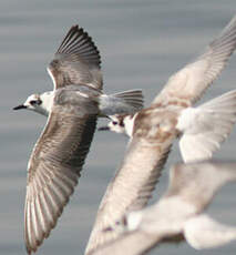 Guifette leucoptère