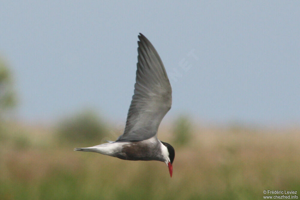 Whiskered Ternadult breeding, Flight