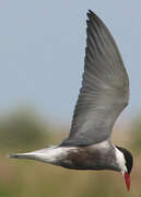 Whiskered Tern