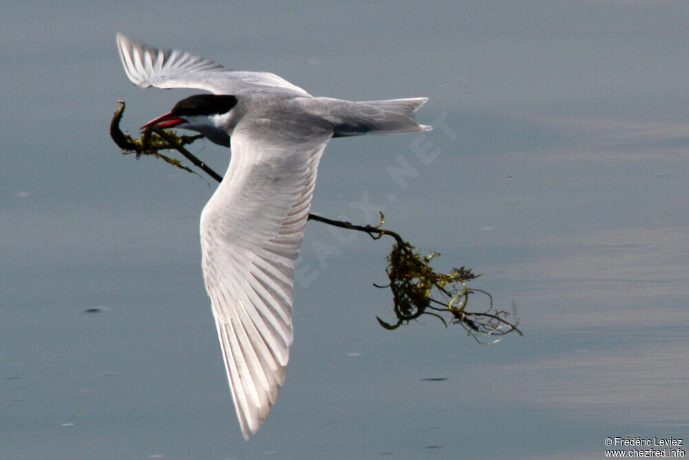 Whiskered Ternadult breeding, identification, Flight, Reproduction-nesting