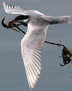 Whiskered Tern