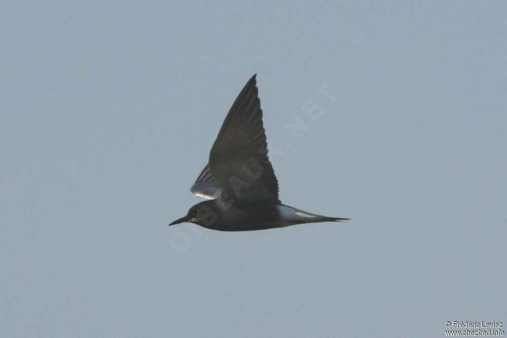 Black Ternadult breeding, Flight