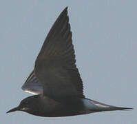 Black Tern