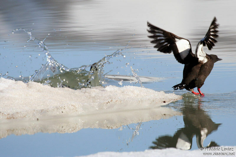 Guillemot à miroir