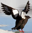 Guillemot à miroir