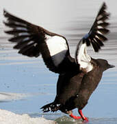 Guillemot à miroir