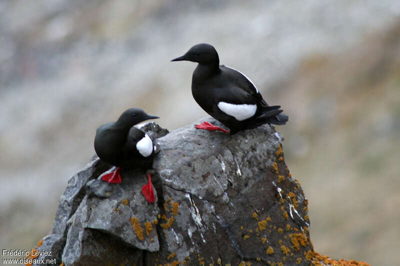 Guillemot à miroiradulte nuptial