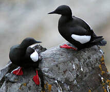 Guillemot à miroir