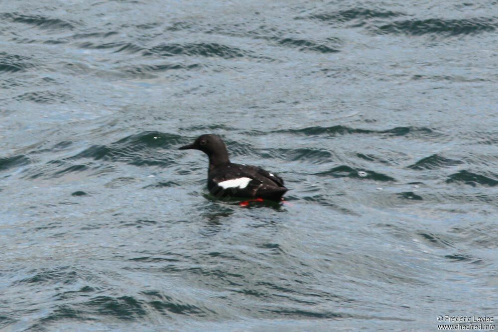 Guillemot colombinadulte nuptial, identification